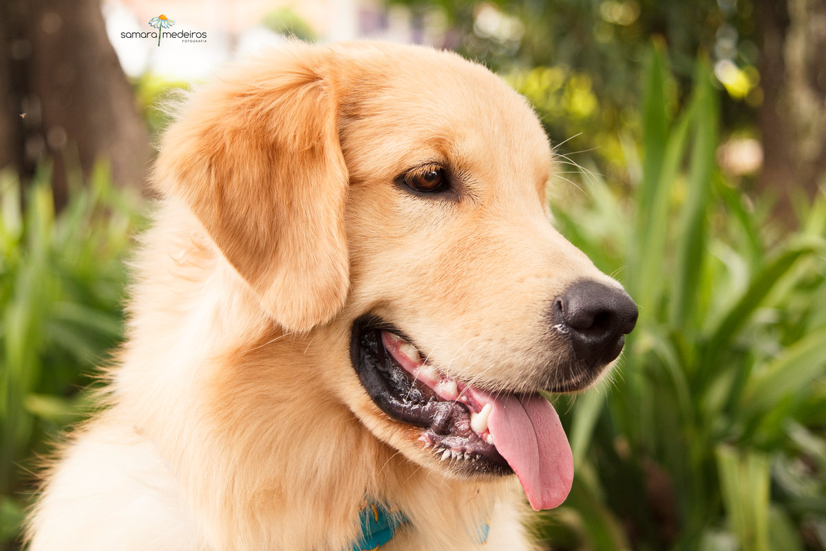 Encontro pet Golden BH