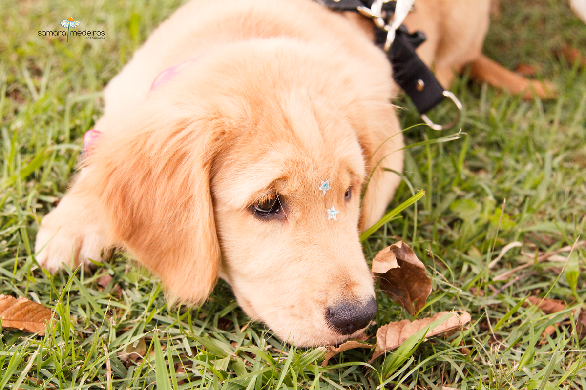 Encontro pet Golden BH