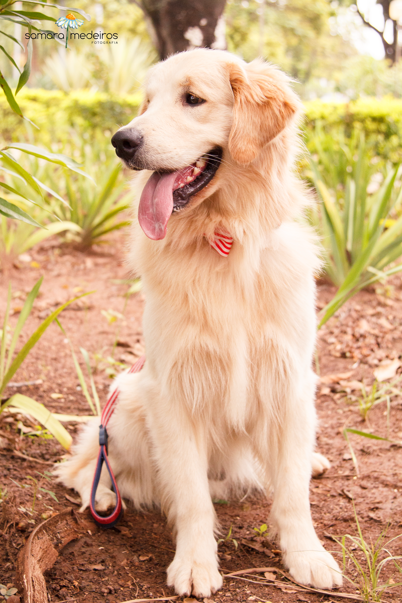 Encontro pet Golden BH