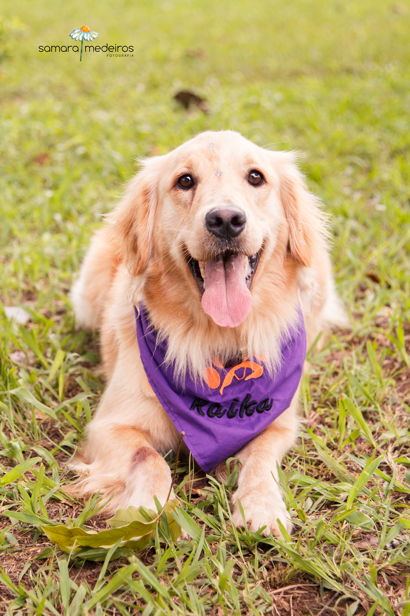 Encontro pet Golden BH