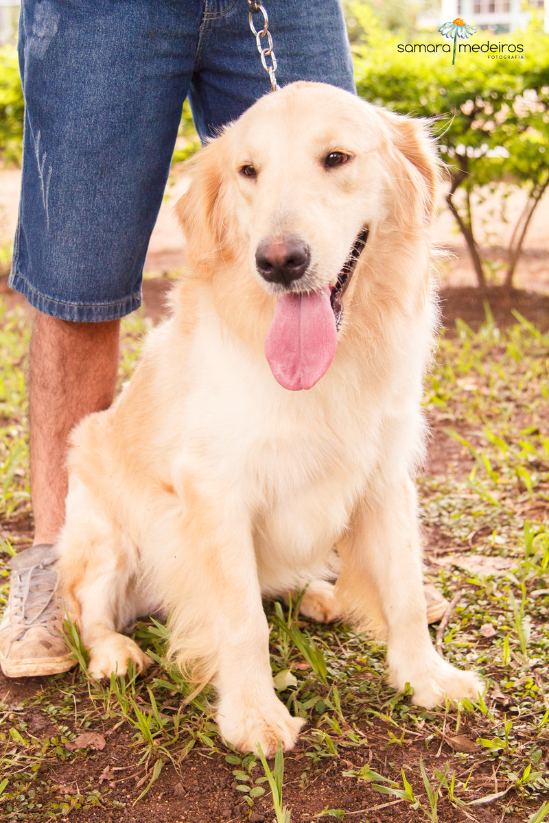 Encontro pet Golden BH