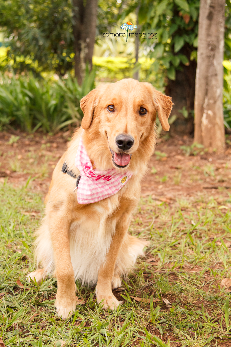 Encontro pet Golden BH