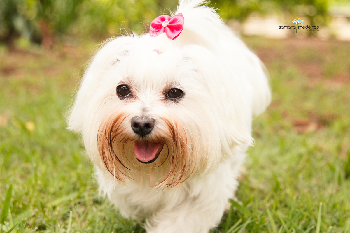 Encontro pet Golden BH