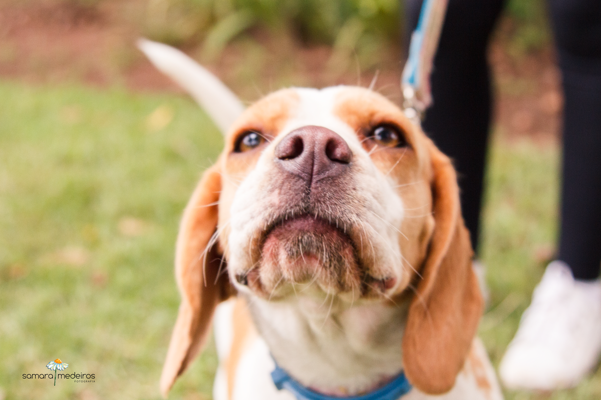 Encontro pet Golden BH