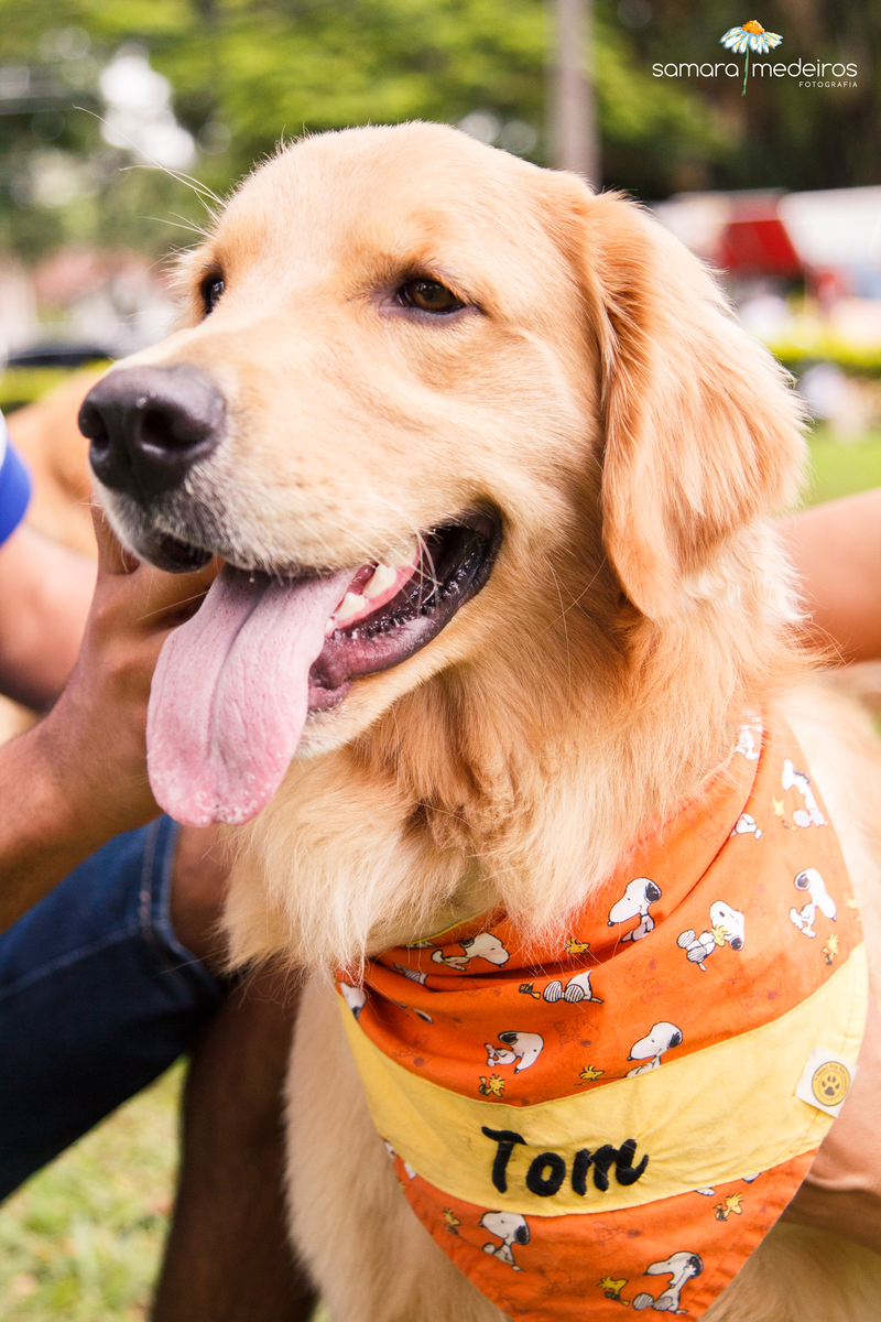 Encontro pet Golden BH