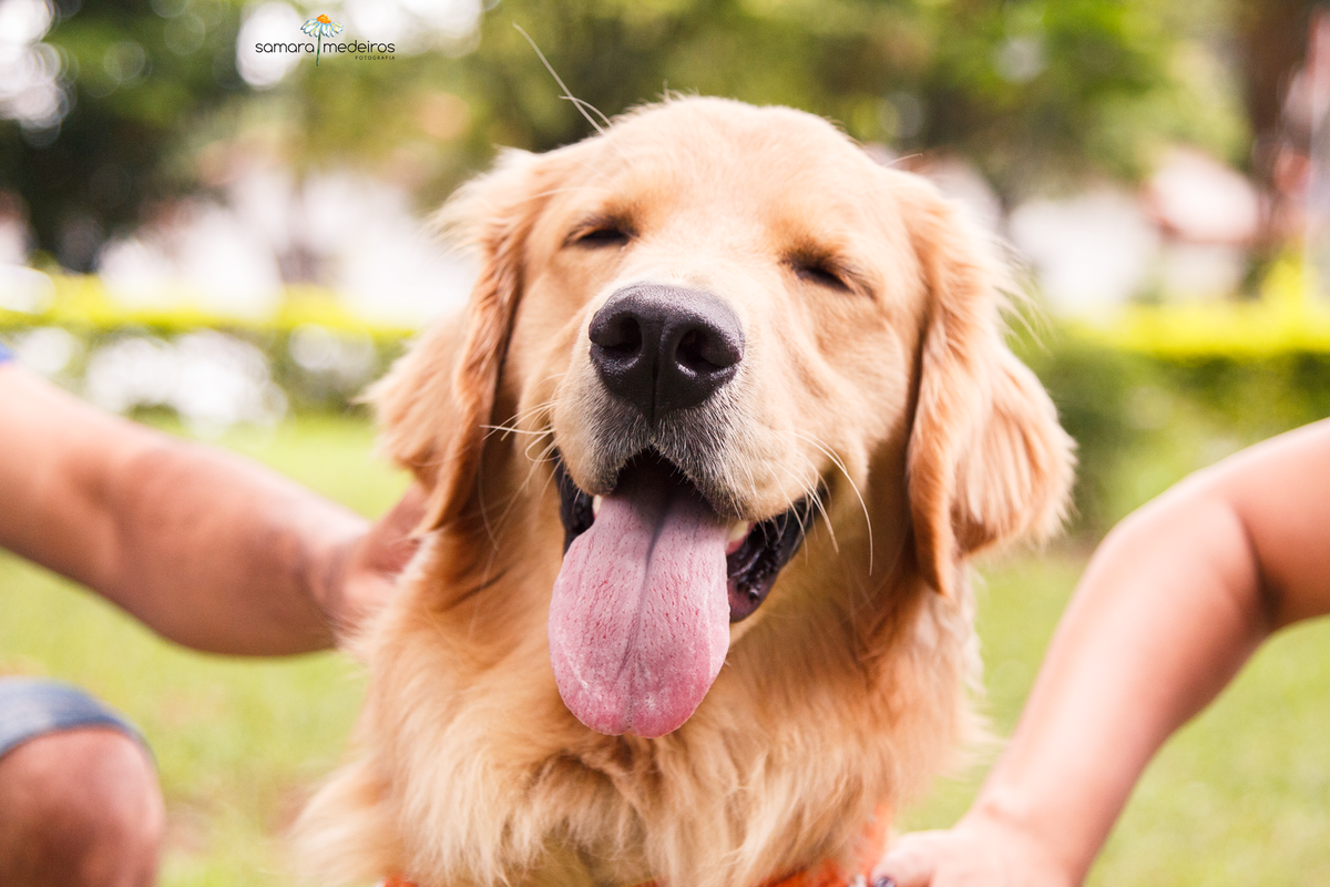 Encontro pet Golden BH