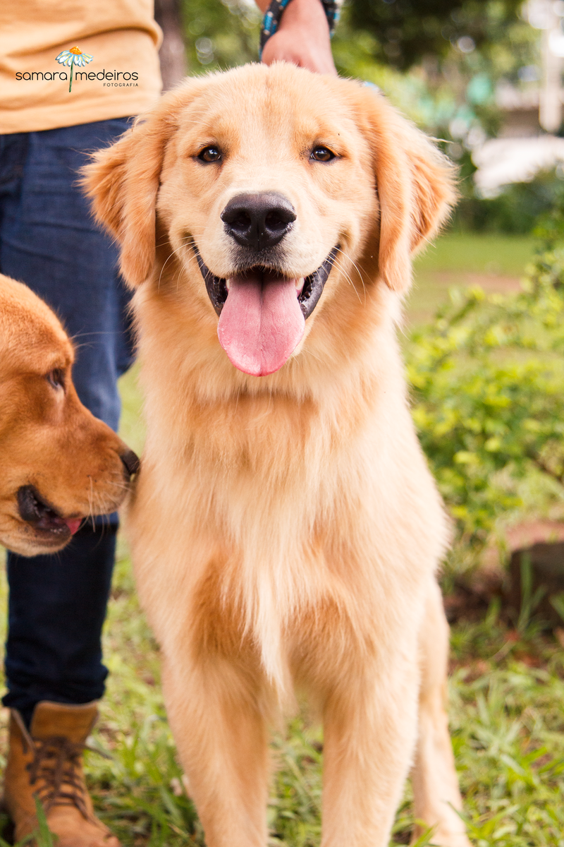 Encontro pet Golden BH