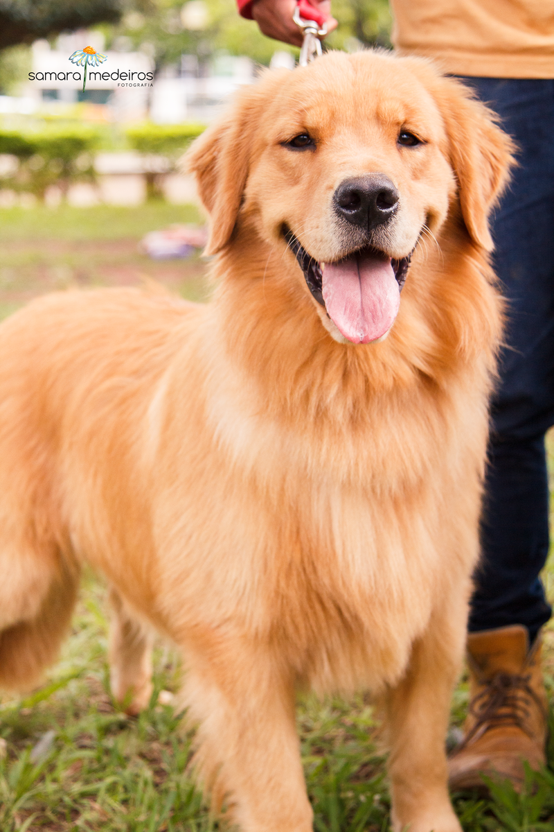 Encontro pet Golden BH