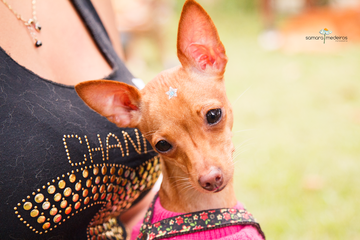 Encontro pet Golden BH