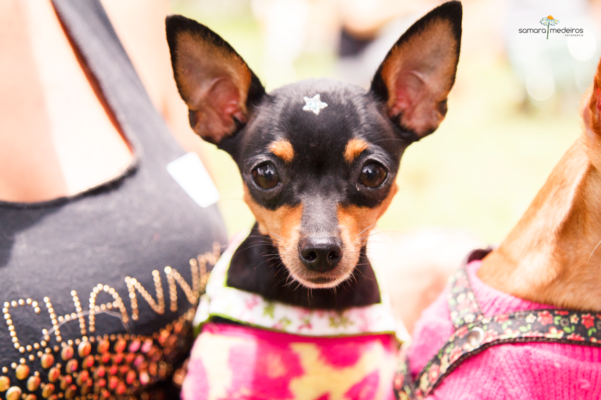 Encontro pet Golden BH