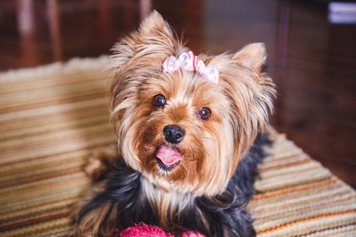 Cachorrinha Yorkshire deitada com sua tartaruga de pelúcia entre suas patas e olhando para a câmera com a língua de fora.