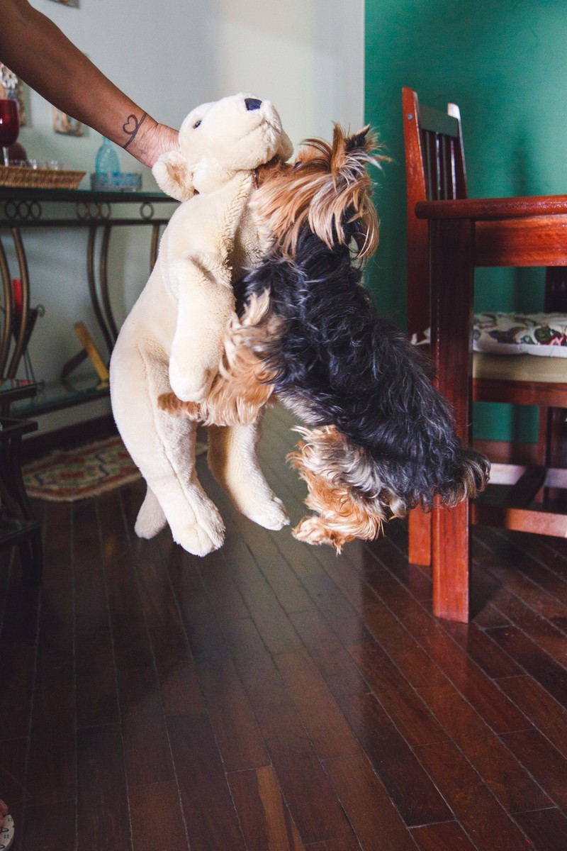 Cachorra Yorkshire dando um pulo para pegar seu ursão de pelúcia que sua tutora segura no ar.
