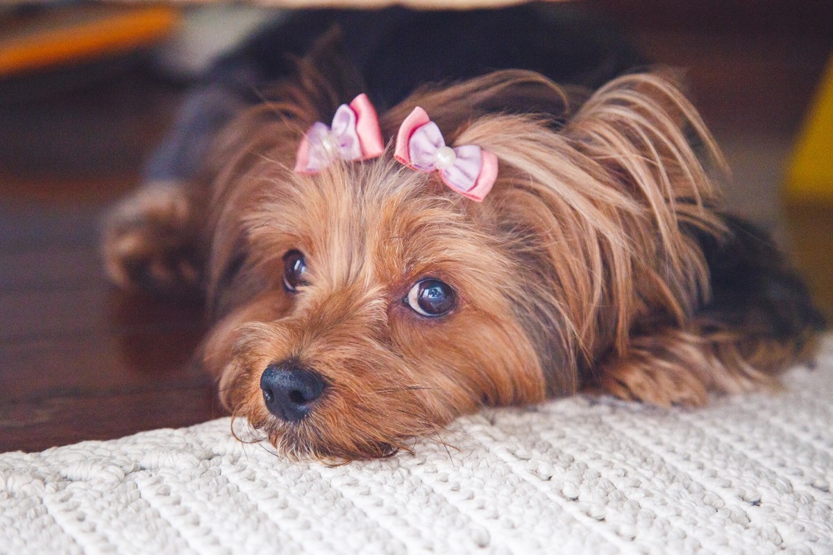 Cachorrinha york deitada no tapete descansando, enquanto olha para a câmera.