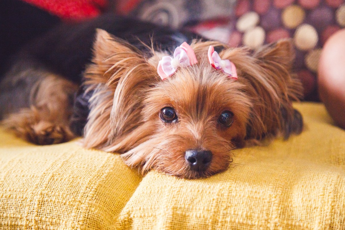 Cachorrinha Yorkshire deitada no sofá descansando após ensaio fotográfico pet.