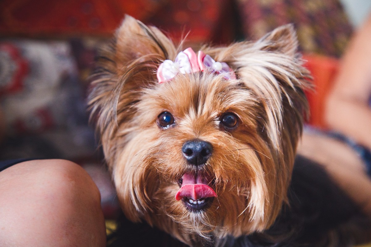 Cachorrinha Yorkshire deitada com a cabeça levantada olhando para a câmera com a língua para fora como se estivesse sorrindo.