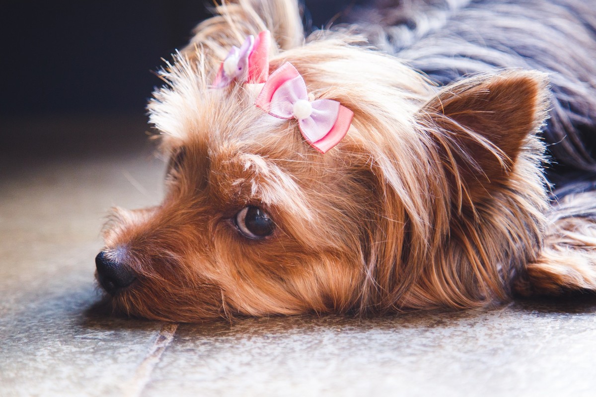 Cachorrinha Yorkshire deitada em um tapete, usando lacinhos e olhando de lado para a câmera.