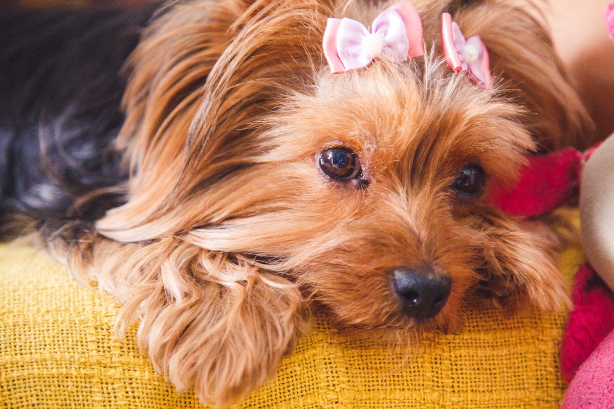 Cachorrinha York deitada no sofá, com a cabeça também deitada, olhando para o nada.