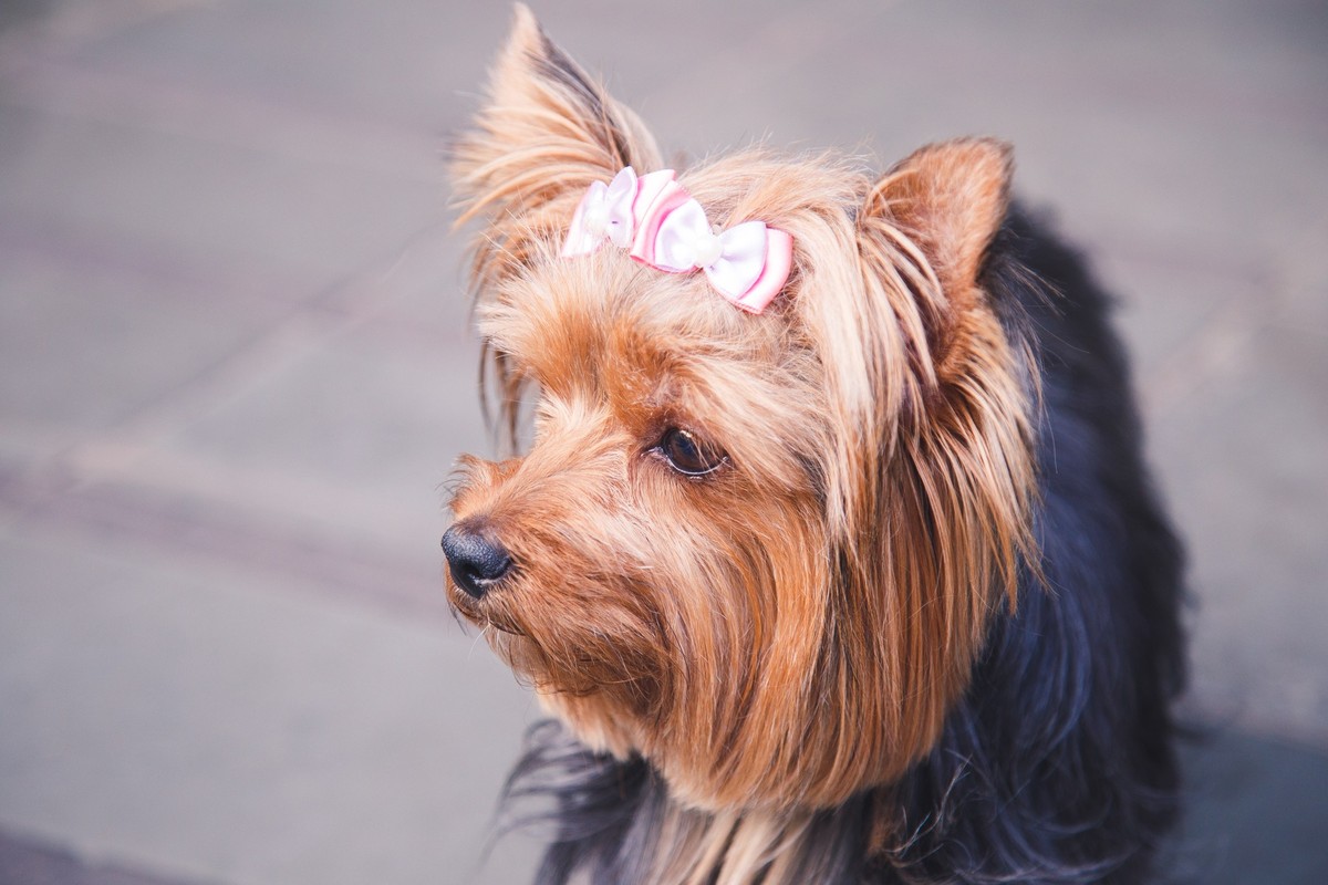 Cachorrinha York indo para o jardim do seu prédio, olhando os arredores.