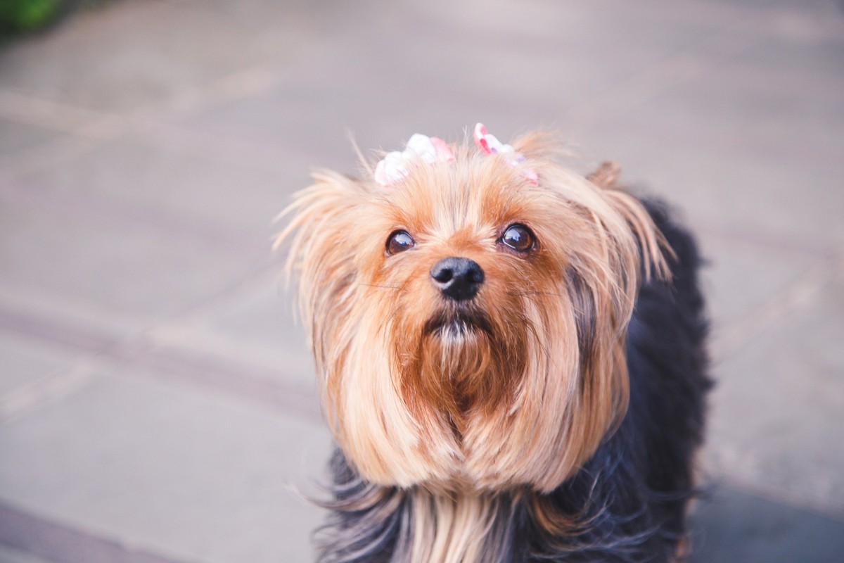 Cachorrinha Yorkshire cheirando o ar e olhando para a foto.