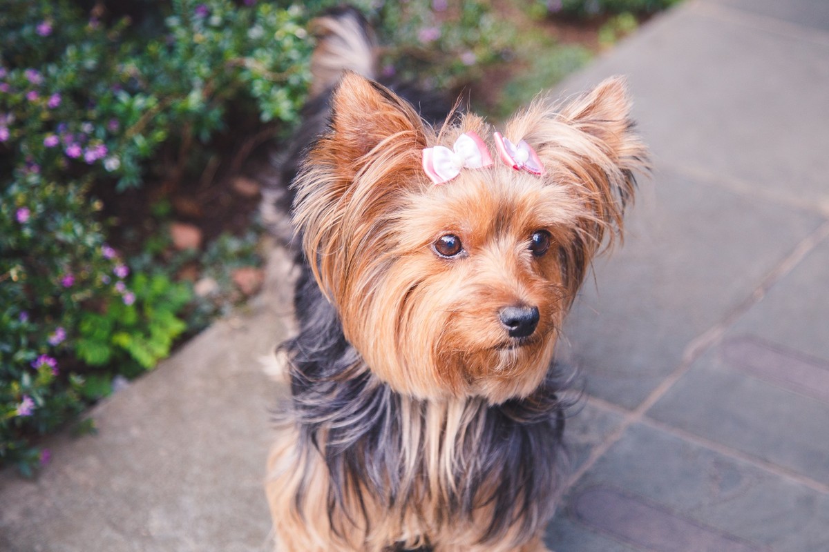 Cachorrinha Yorkshire em pé, em frente ao jardim de seu prédio olhando o que acontece em volta.