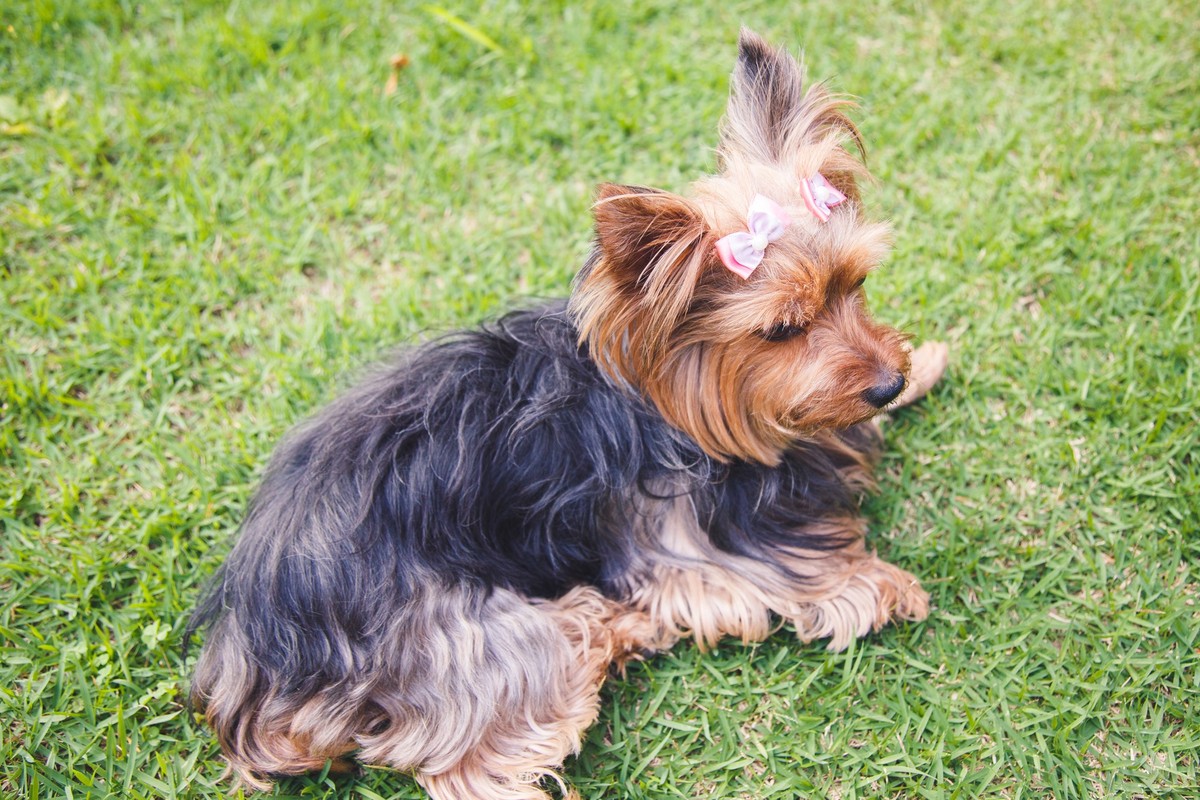 Vista de cima de uma cachorrinha Yorkshire deitada na grama do jardim, olhando o que acontece em volta.