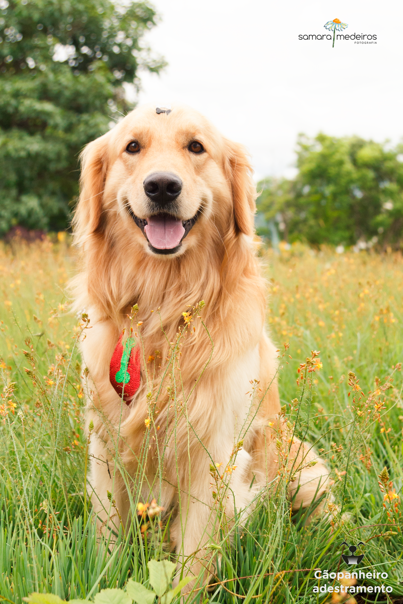 Cachorro golden, sentado em meio à grama e florzinhas, olhando diretamente para a câmera e com expressão de sorriso.