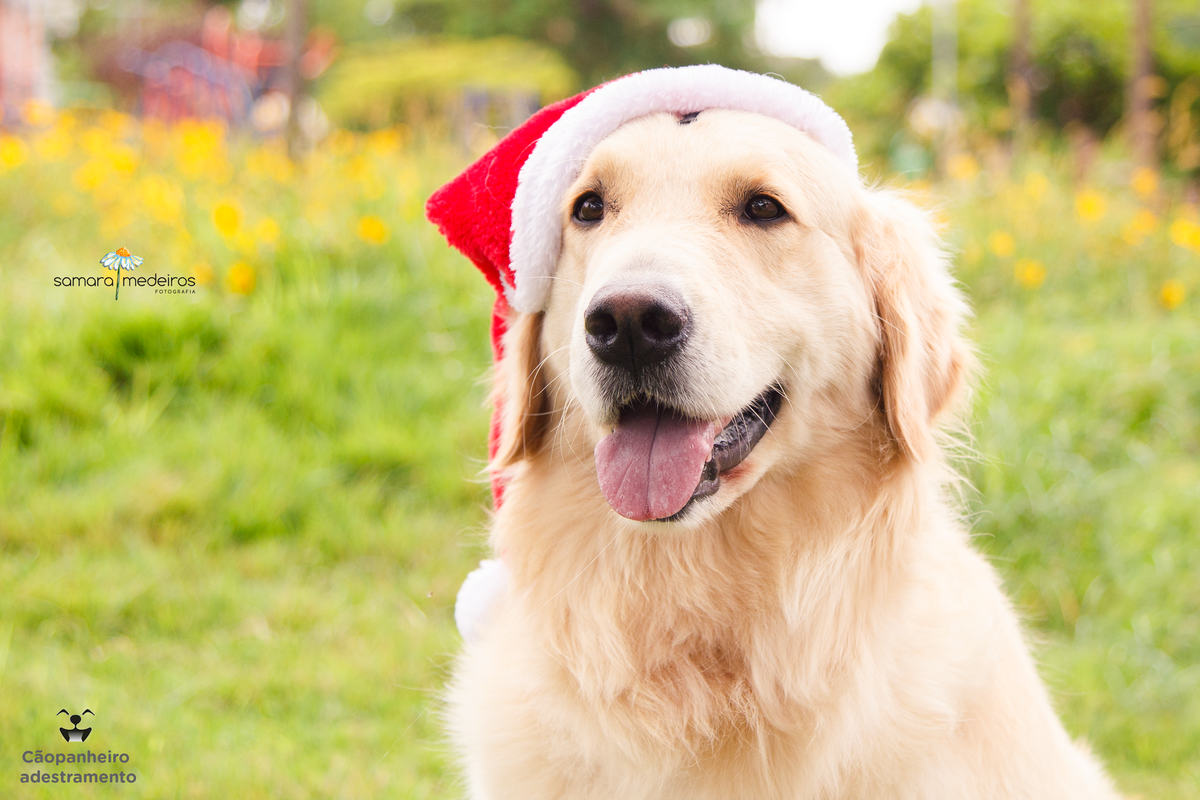 Cachorro golden, sentada na grama, flores ao fundo, com um gorro de papai noel, olhando para sua tutora que não aparece na foto.