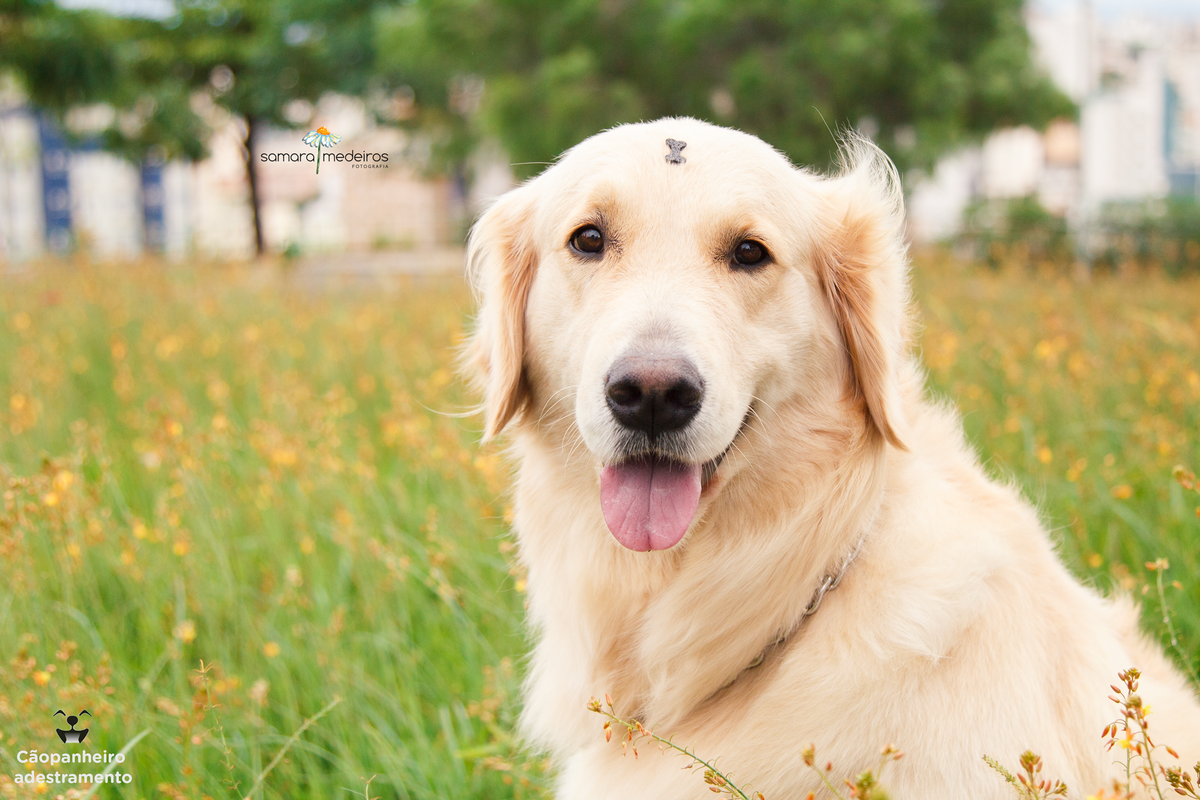 Cachorro golden sentada de lado, em meio a flores e grama, olhando para a câmera, com a língua de fora e uma expressão de sorriso.
