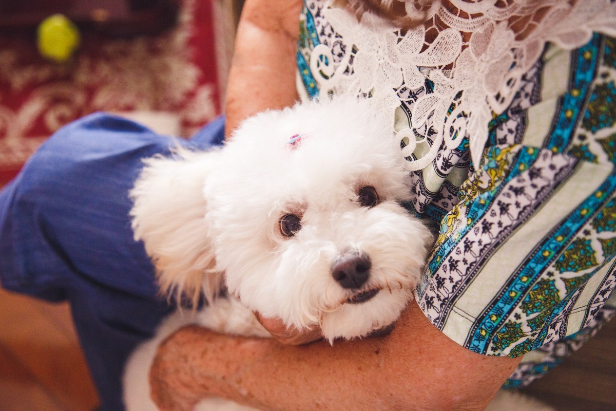 Poodle ganhando um abraço e olhando para cima direto para a câmera.