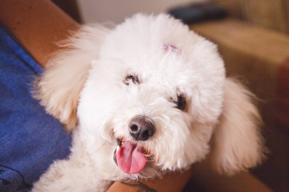 Close da pet, uma cachorrinha poodle, que está de barriga para cima e olhando diretamente para a câmera, com a língua para fora.