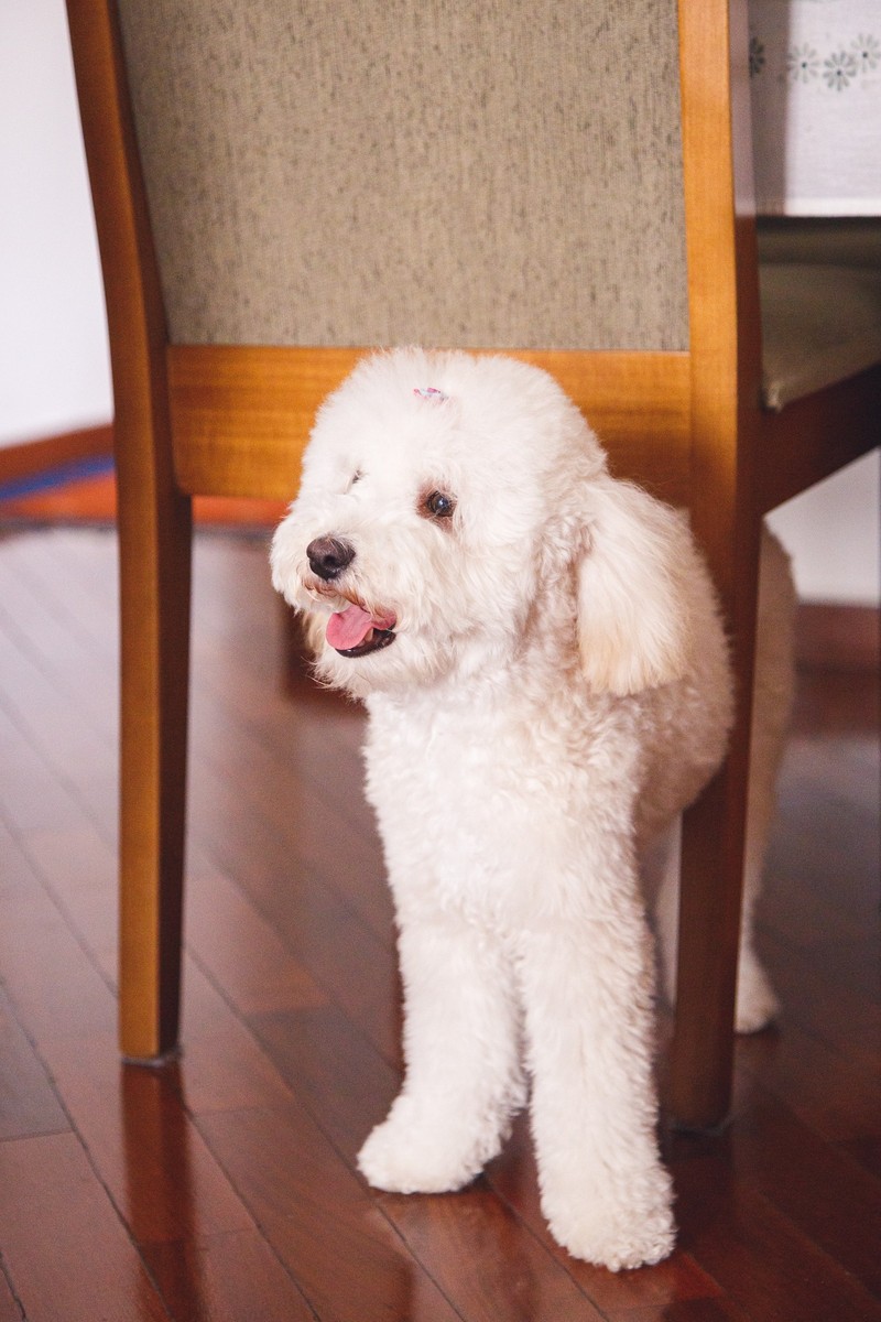 Cachorrinha poodle de pé embaixo de uma cadeira na sala de sua casa, olhando para a tutora que está sentada próxima.