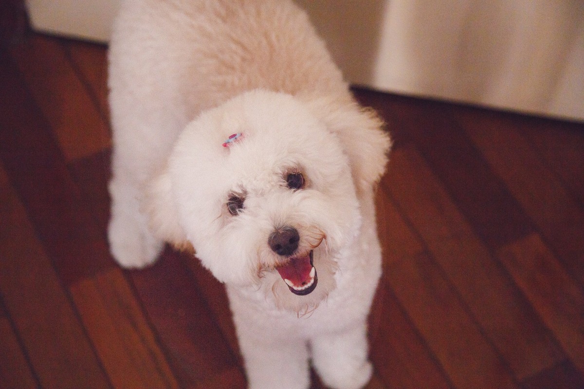 Foto de cima de uma cachorrinha poodle, que olha para cima, para a câmera, com uma expressão de sorriso, a boca aberta.