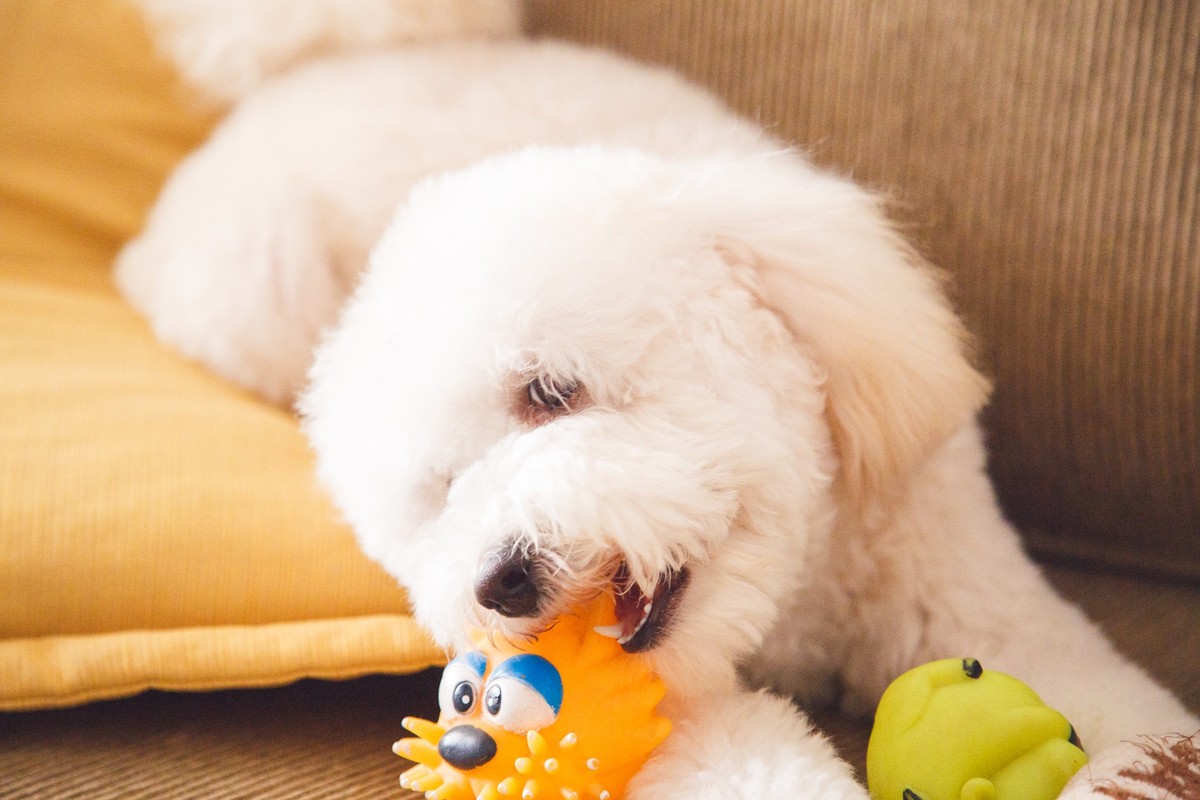 Cachorrinha poodle deitada no sofá tentando alcançar um brinquedo com a boca.