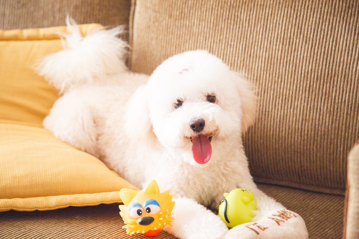 Poodle deitada no sofá de sua casa, abraçando um brinquedo, olhando para a câmera e a língua para fora, com uma expressão de sorriso, durante seu ensaio pet.