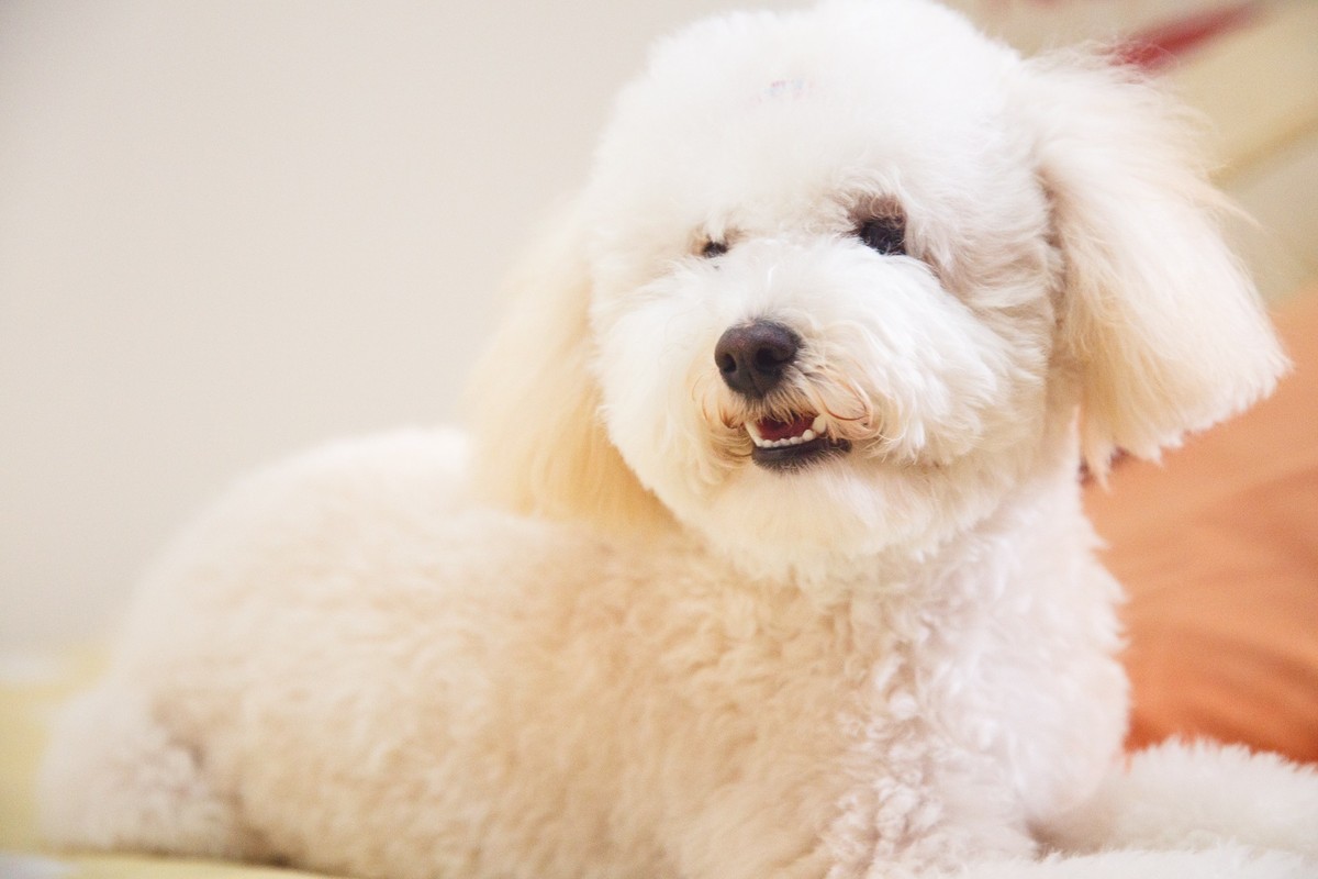 Cachorra poodle deitada na cama olhando para o lado com expressão atenta e a boca semi aberta.