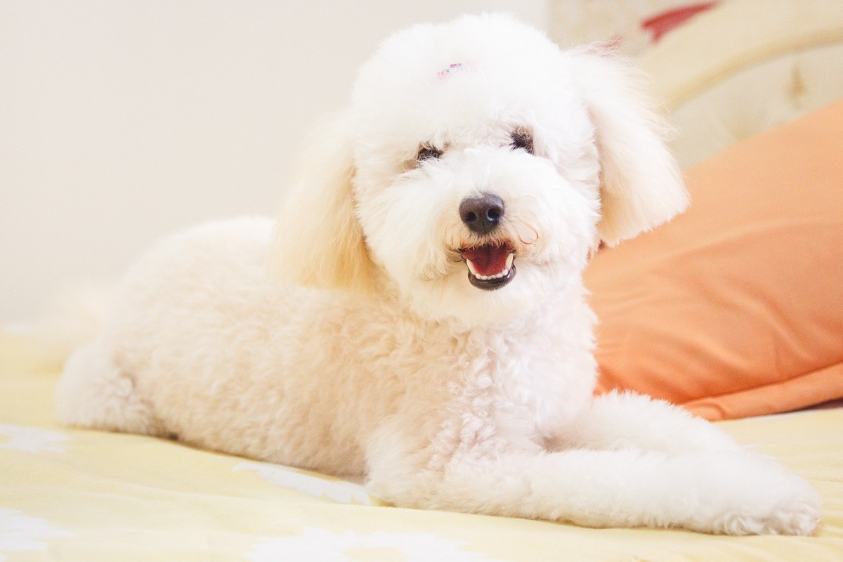 Pet poodle, deitada na cama olhando diretamente para a câmera.