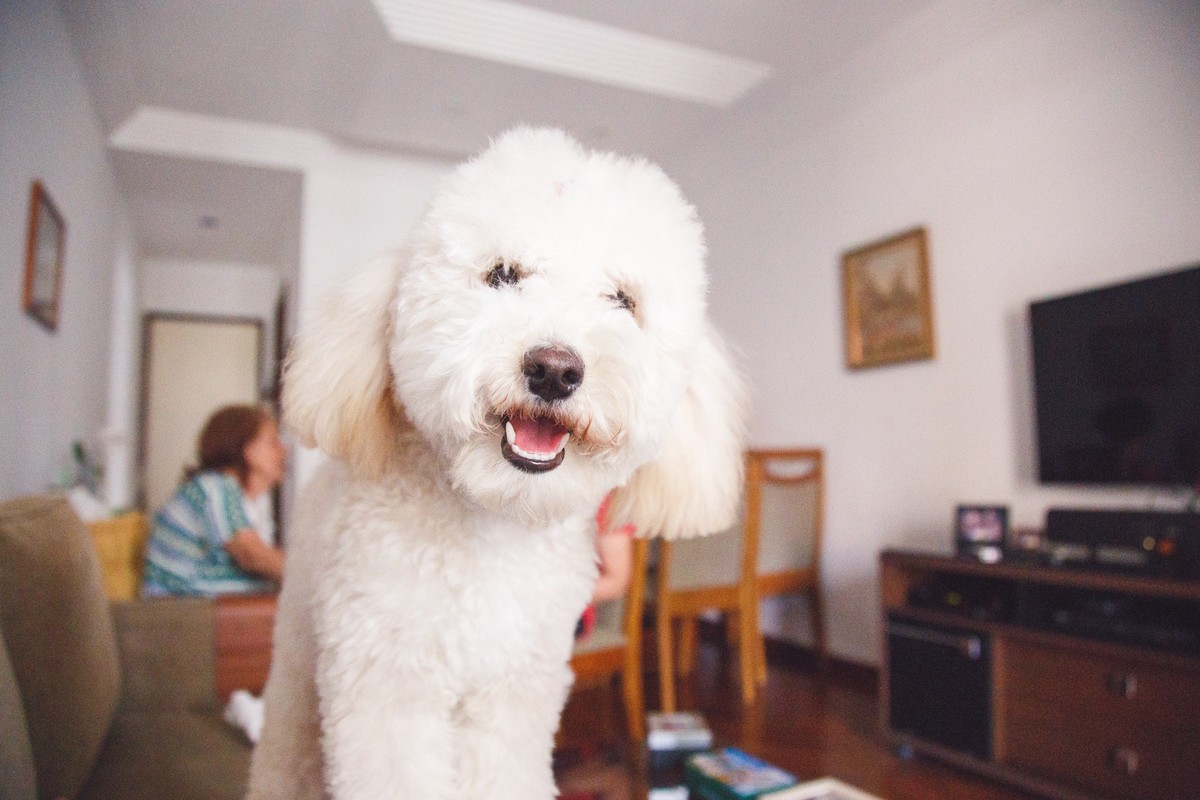 Poodle olhando para a câmera com uma expressão curiosa, em cima do braço do sofá de sua casa.