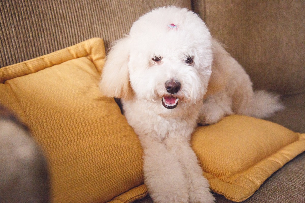 Poodle deitada em meio a almofadas no sofá de sua casa, durante uma sessão fotográfica pet.