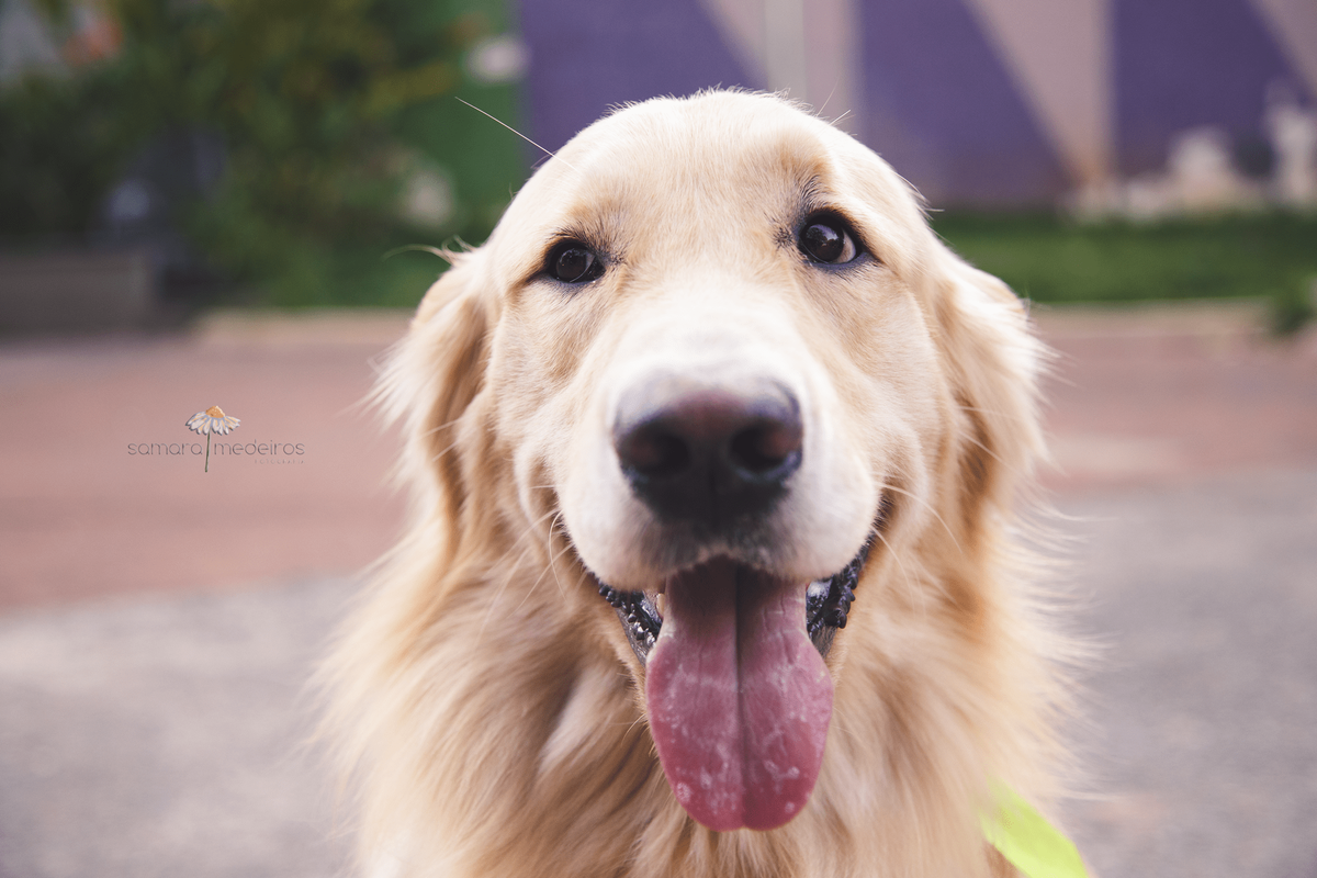 Retrato de um cachorro golden olhando diretamente para a câmera com a língua de fora e uma expressão de sorriso.
