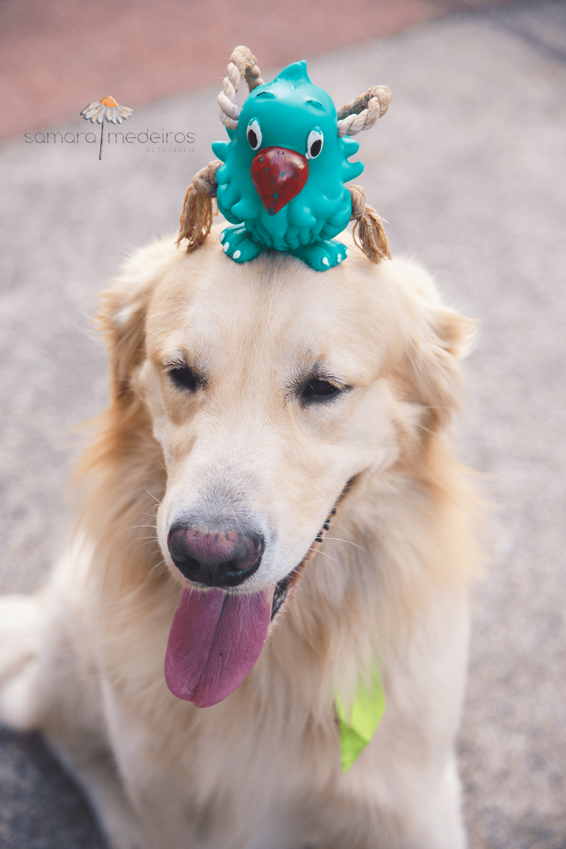 Cachorro golden com um brinquedo em cima da cabeça e olhando para frente.