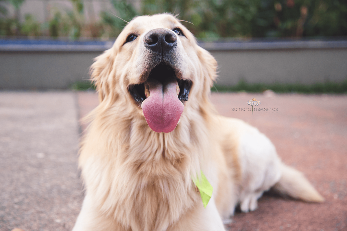 Cachorro golden deitado após o ensaio pet, com a língua para fora e o foco no focinho.