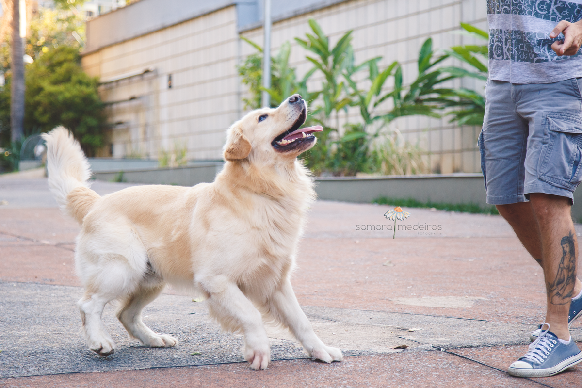 Cachorro golden e seu tutor brincando de jogar para cima um brinquedo durante ensaio pet.