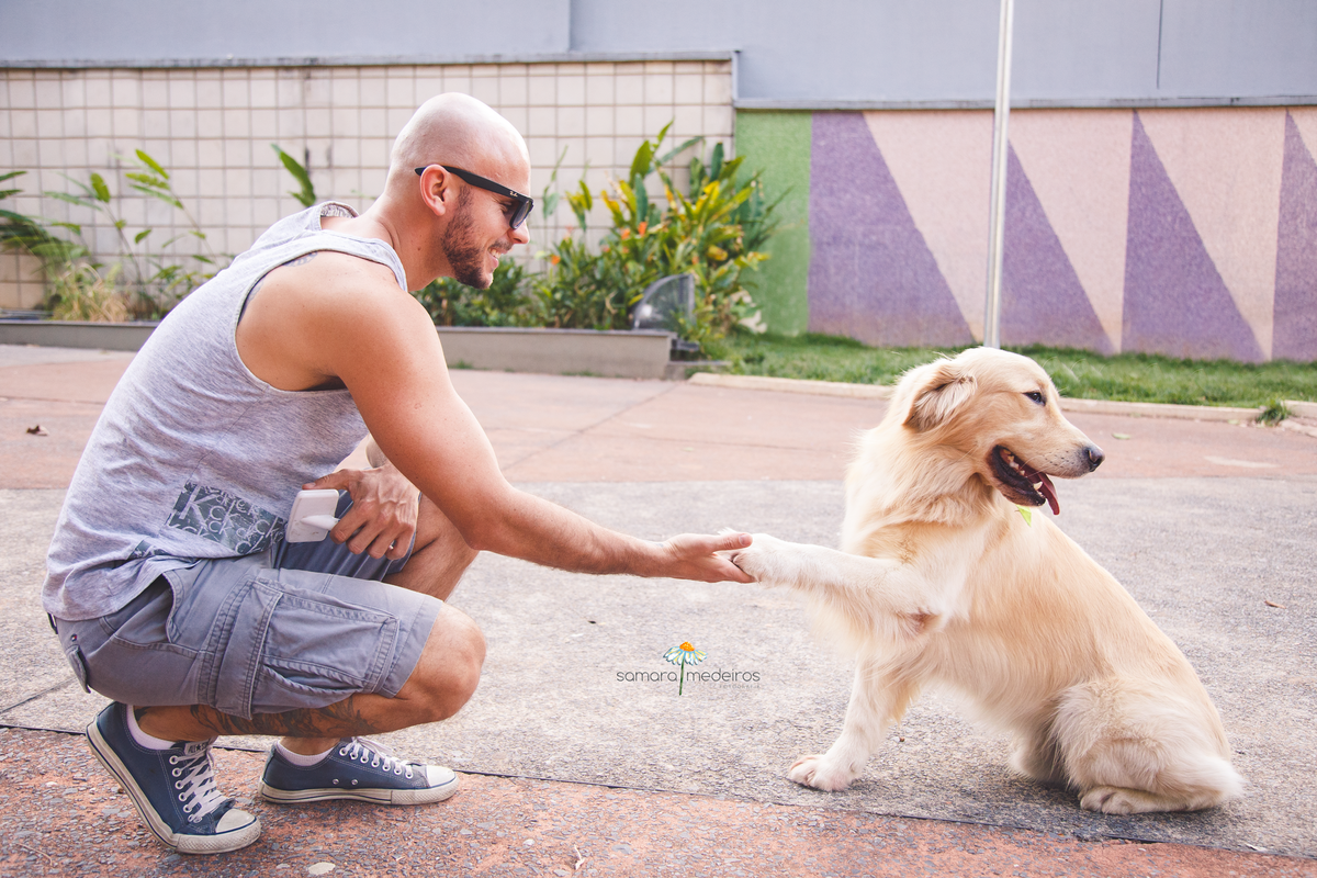 Golden e seu tutor em um ensaio pet, o cachorro dá a patinha, mas olhando para trás, para alguns cachorros brincando.