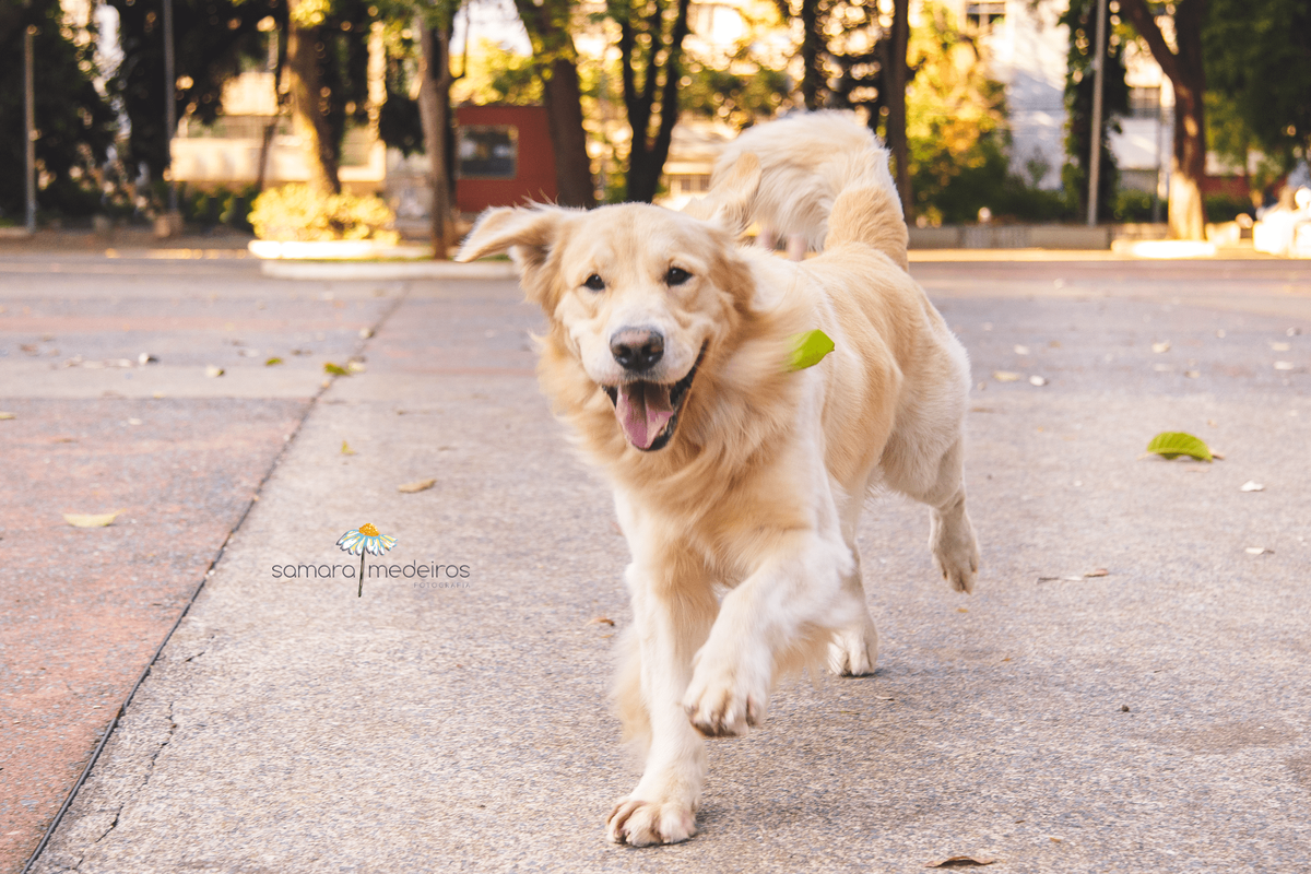 Cachorro golden correndo em direção à câmera, com a boca aberta e uma expressão alegre.