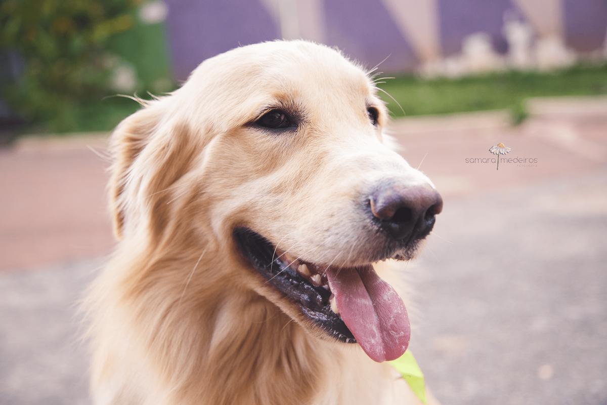 Cachorro golden olhando para o lado, para o tutor dele, com a língua para fora e uma expressão alegre.