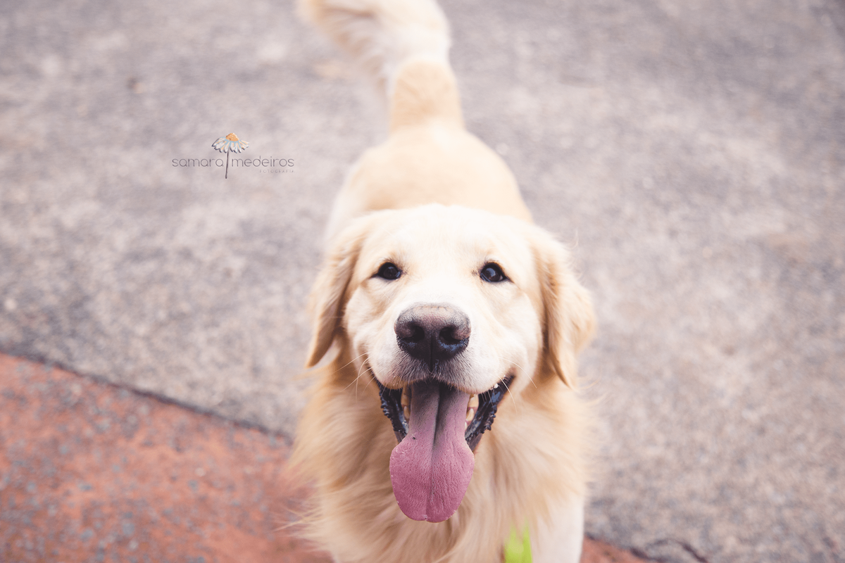 Vista de cima de um cachorro golden, olhando para a câmera, com a língua de fora e uma expressão de sorriso.