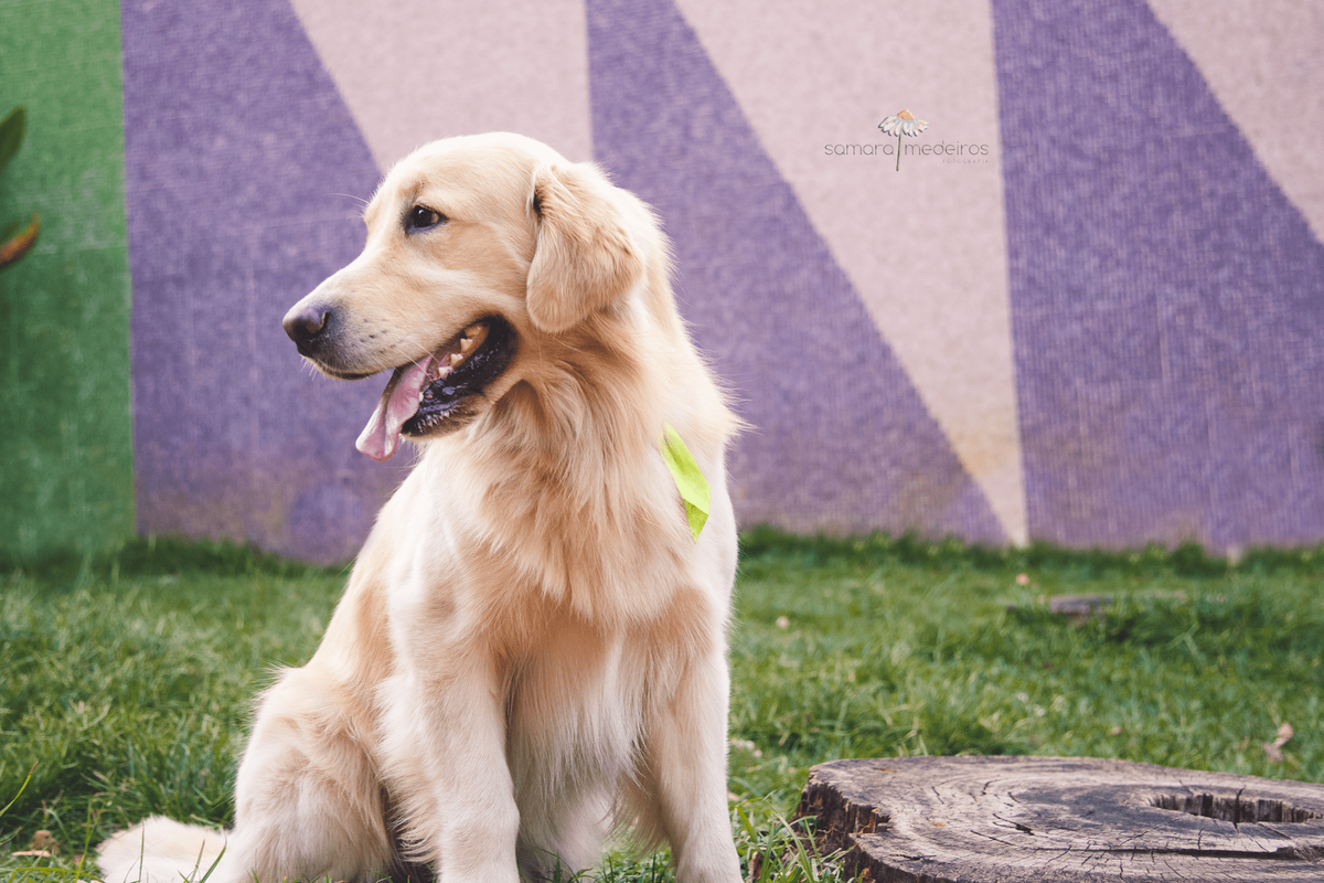 Ensaio pet de um cachorro golden, sentado na grama, olhando para o lado, em uma praça de Belo Horizonte.