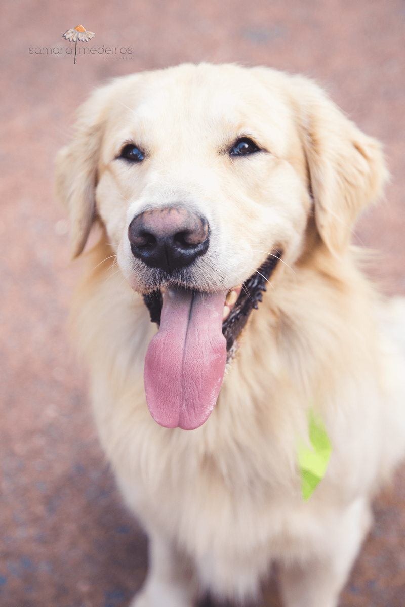 Close de um cachorro golden com a língua para fora em ensaio pet em praça de Belo Horizonte.
