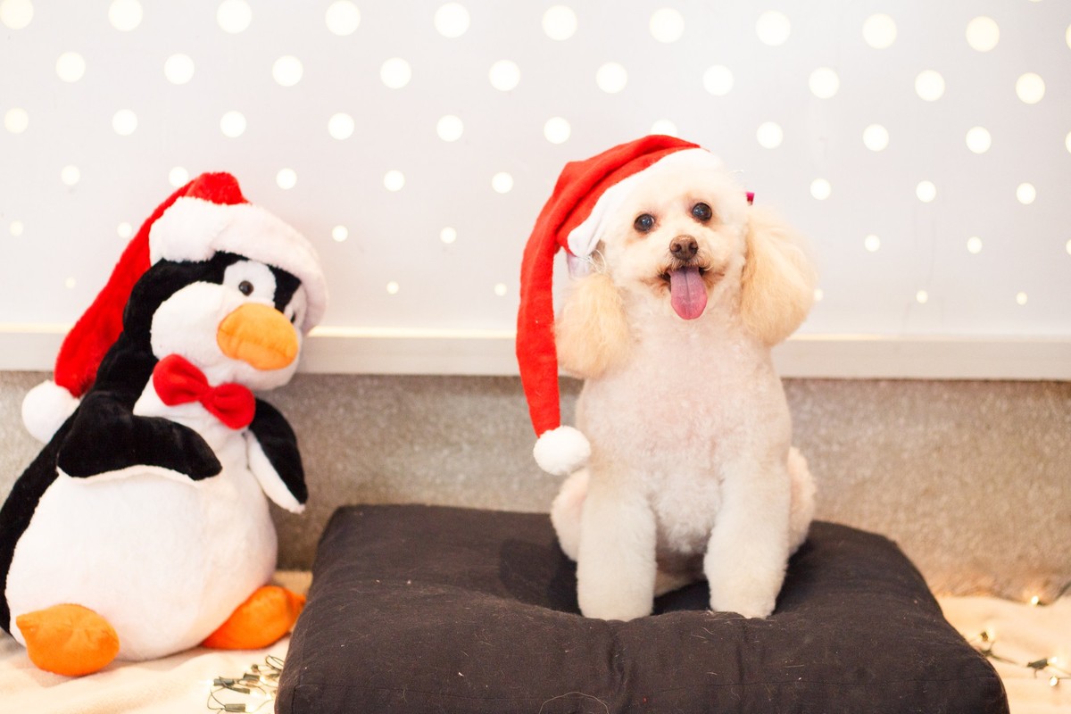 Poodle com expressão de sorriso e gorrinho de papai noel posando para foto temática de natal ao lado de um pinguim de pelúcia também usando gorro de papai noel.
