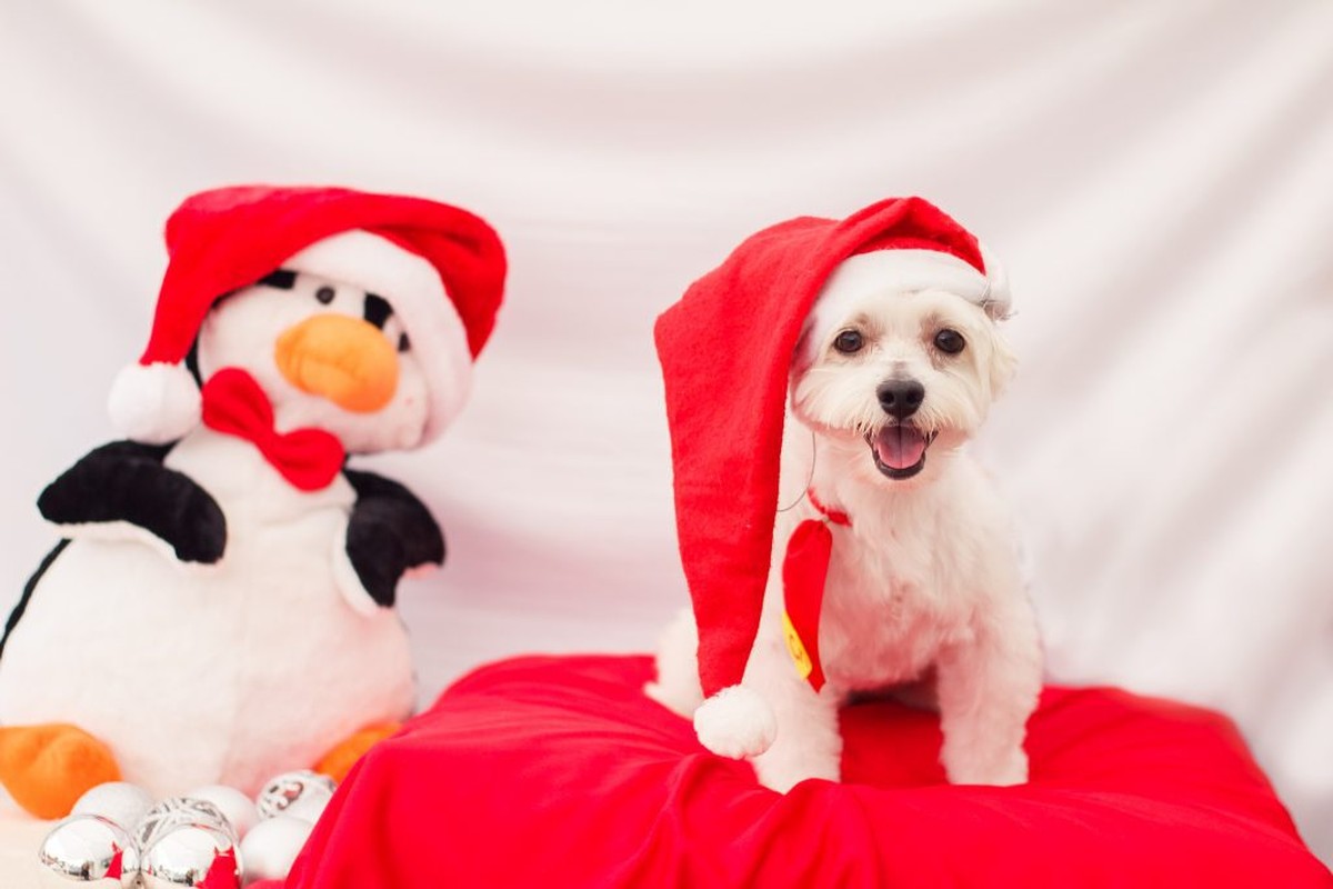 Maltês usando gorrinho de papai noel posando para foto temática de natal ao lado de um pinguim de pelúcia também usando gorro de papai noel.